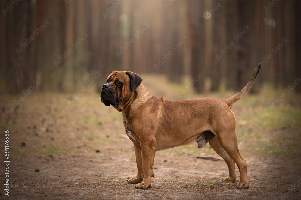 Boerboel dog breed with show quality amazing photo