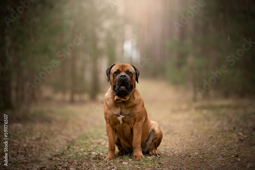 The Boerboel dog, a South African breed, portrait in the forest