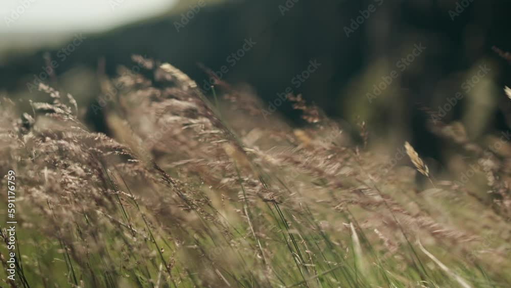 Long Grass Flowing in the Wind in Iceland