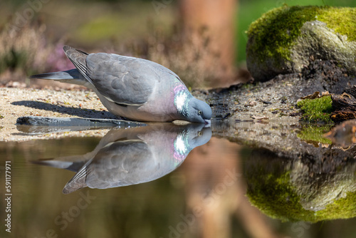 bird in the water photo