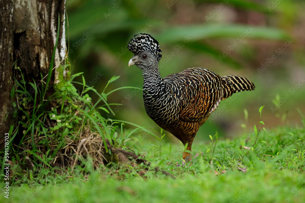 Great Curassow Great Curassow