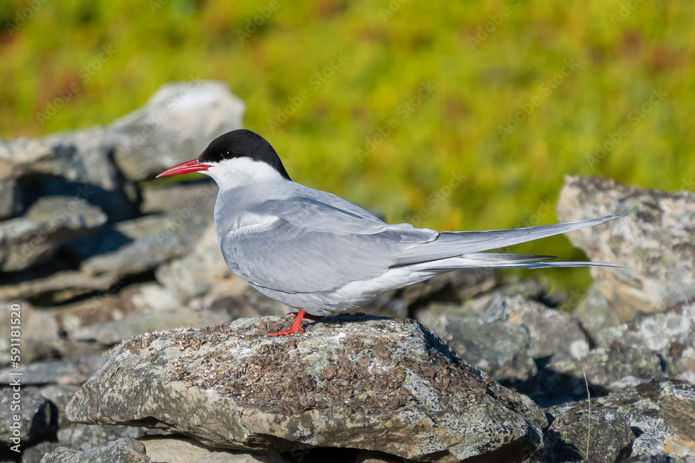 Arctic tern - Sterna paradisaea, standing on the stone with colorful vegatation in background. Photo from Ekkeroy at Varanager Penisula in Norway. The Arctic tern is famous for its migration. Arctic tern - Sterna paradisaea, standing on the stone with colorful vegatation in background. Photo from Ekkeroy at Varanager Penisula in Norway. The Arctic tern is famous for its migration.