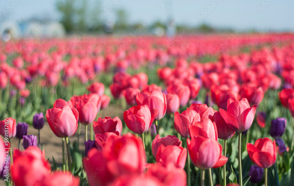 Field of red tulips, blooming flowers
