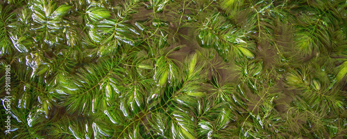 natural background of green hornwort