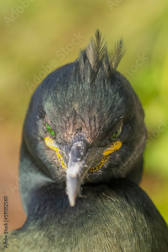 Portrait of european shag - Gulosus aristotelis - with light green background. Photo from Hornoya Island in Norway.	 photo