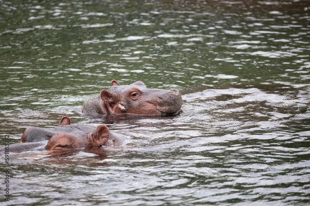 Hippopotamuses in the water. Hippos in Kenya chill in a river. Safari photos in Africa Hippopotamuses in the water. Hippos in Kenya chill in a river. Safari photos in Africa