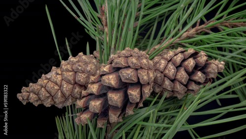 Timelapse of pine cones opening. Beautiful pine branch with three cones on black background