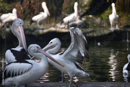The Australian pelican, Pelecanus conspicillatus is a large waterbird in the family Pelecanidae