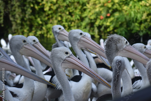 The Australian pelican, Pelecanus conspicillatus is a large waterbird in the family Pelecanidae