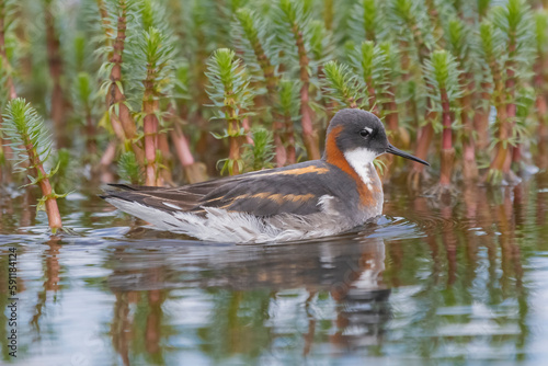 Red-necked phalarope - Phalaropus lobatus, swimming in calm water with vegetation in background. Photo from Vadso at Varanger Penisula in Norway.	 photo