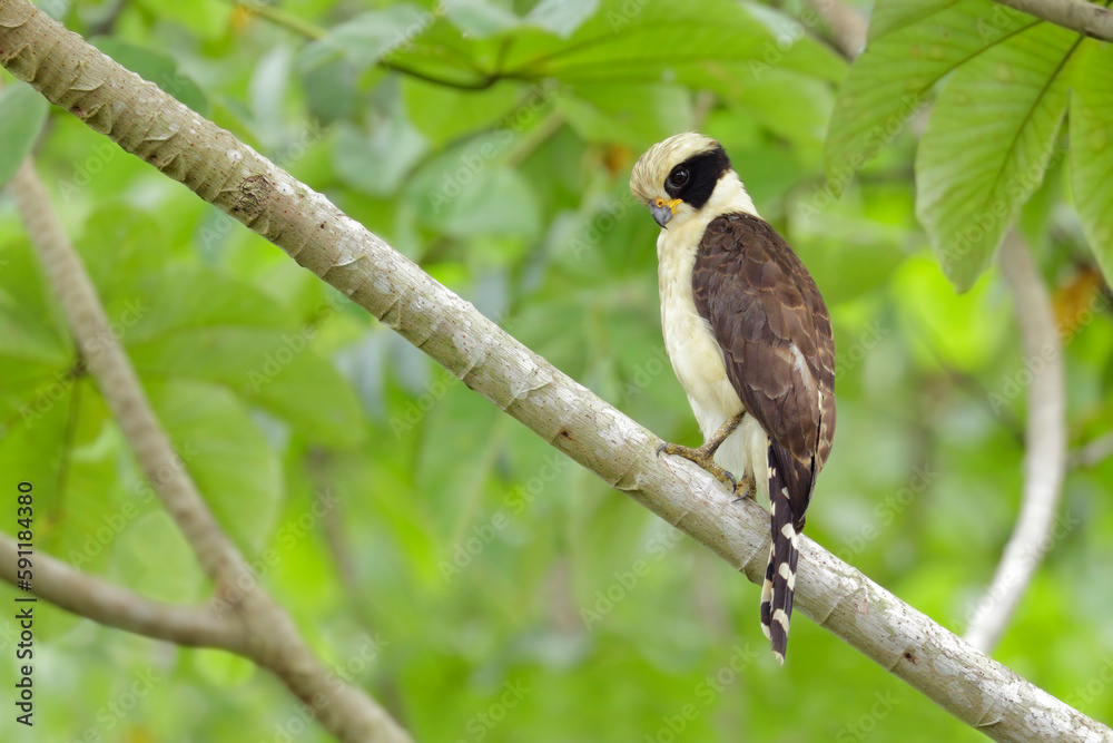 Laughing Falcon Laughing Falcon