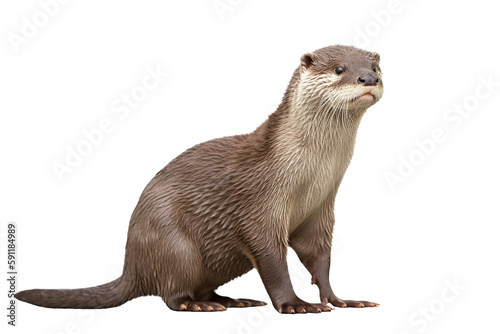 Small-clawed Otter isolated