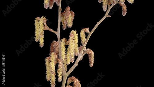 Poplar Tree Blossoms. Beautiful Time Lapse of Poplar Tree Blooming on Black Background. 4K.