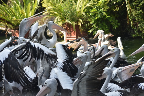 The Australian pelican, Pelecanus conspicillatus is a large waterbird in the family Pelecanidae