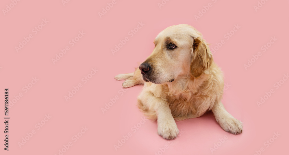 Portrait cute golden retriever puppy dog celebrating mother's day or summer looking away. Isolated on pink pastel background