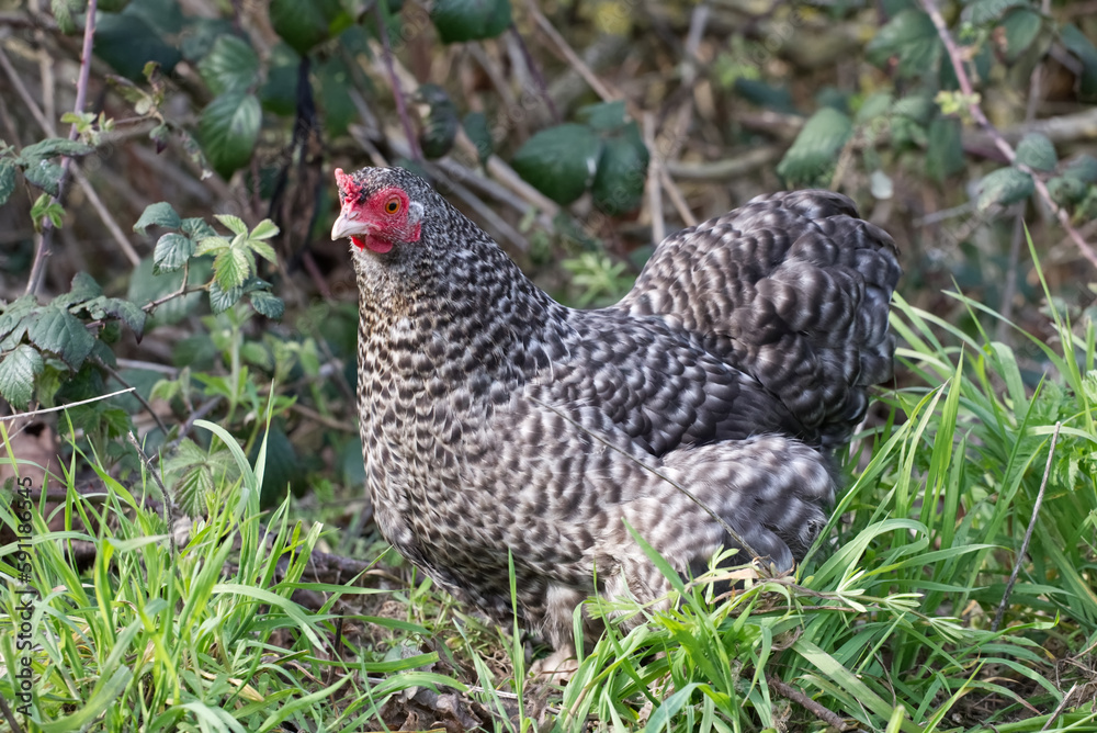 Cuckoo maran chicken, speckled hen in a field, cute bird