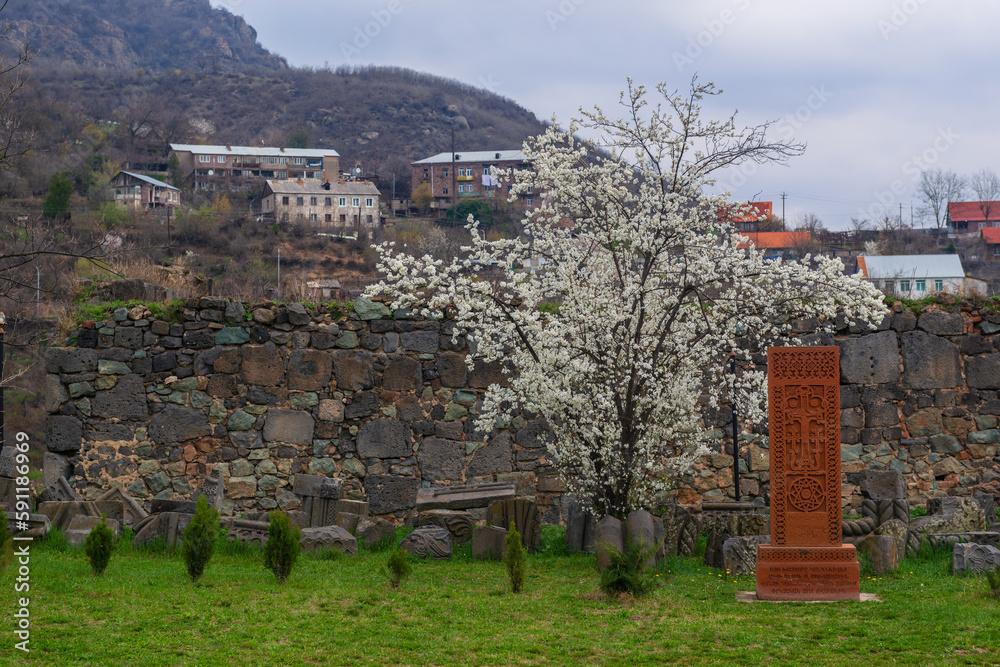 Fototapeta premium Landscape with orchard of plum tree in blossom