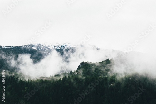 Aerial shot of a forest of evergreen trees on high mountains covered in fog