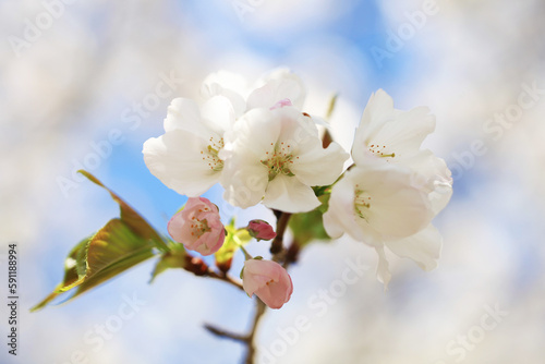 Fototapeta Naklejka Na Ścianę i Meble -  背景が美しい桜の花（カンザキオオシマ）