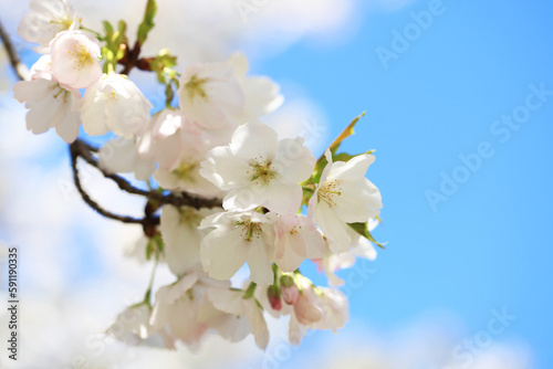 青空に映える桜（カンザキオオシマ）