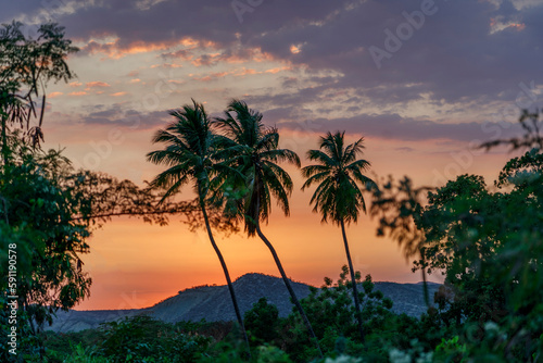 Coconut palms against a crimson sunset. Caribbean.