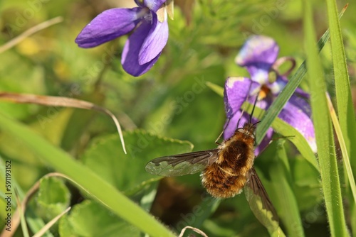 Großer Wollschweber (Bombylius major) an  Rauem Veilchen (Viola hirta) photo
