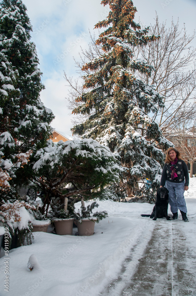 A black Labrador sits beside his mom in front of a spruce tree in the front yard during winter