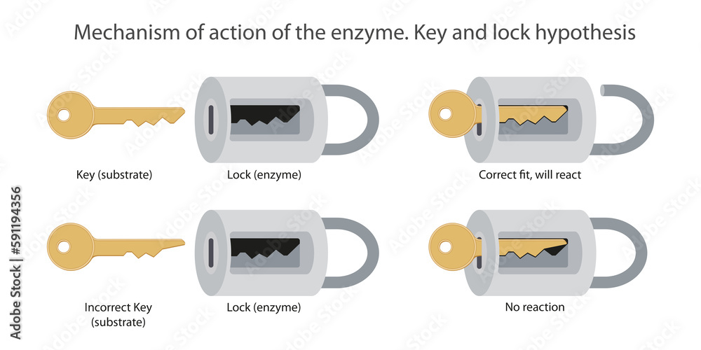 explain lock and key mechanism of enzyme action