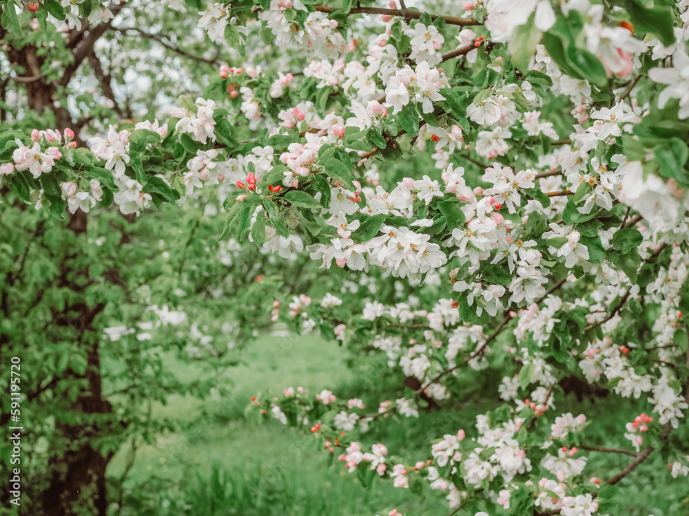 Beautiful branches of flowering apple trees in May