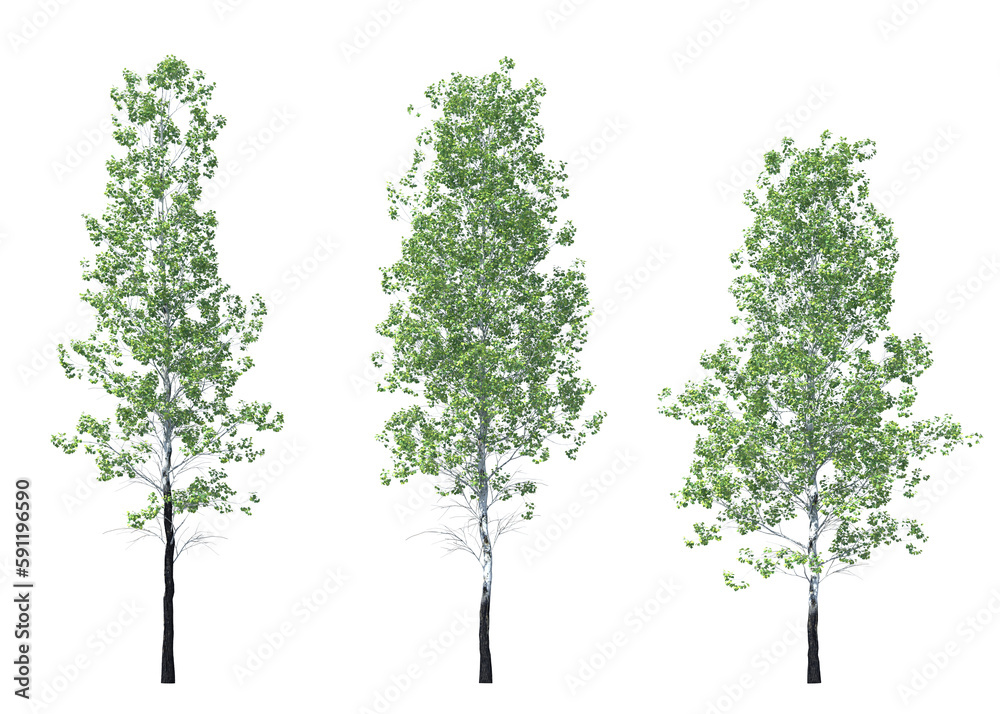 Populus tremuloides, quaking aspen, trembling aspen, American aspen, trembling poplar, white poplar, popple, golden aspen, mountain aspen, light for daylight, easy to use, 3d render, isolated Populus tremuloides, quaking aspen, trembling aspen, American aspen, trembling poplar, white poplar, popple, golden aspen, mountain aspen, light for daylight, easy to use, 3d render, isolated