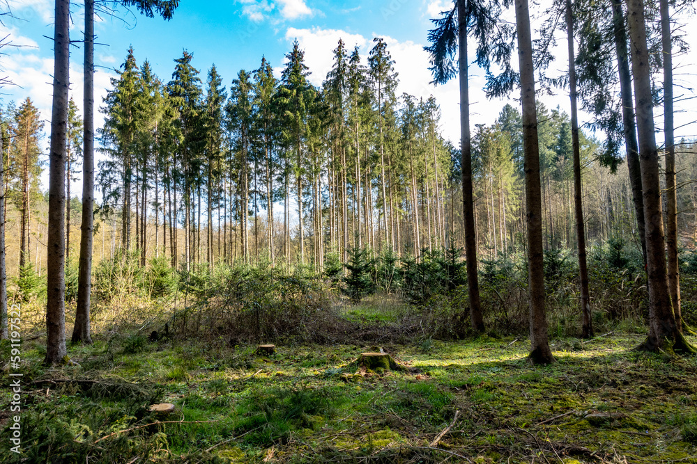 Neuanpflanzung nach Abholzung im Mischwald Neuanpflanzung nach Abholzung im Mischwald