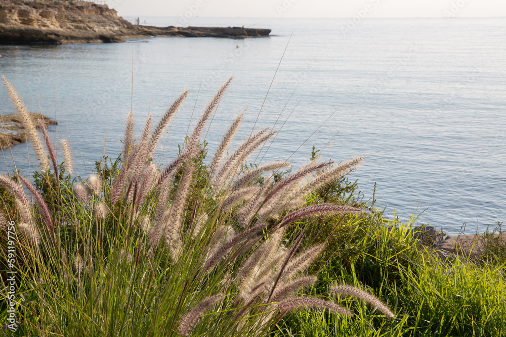Grass on Headland with Sea at El Campello; Alicante; Spain