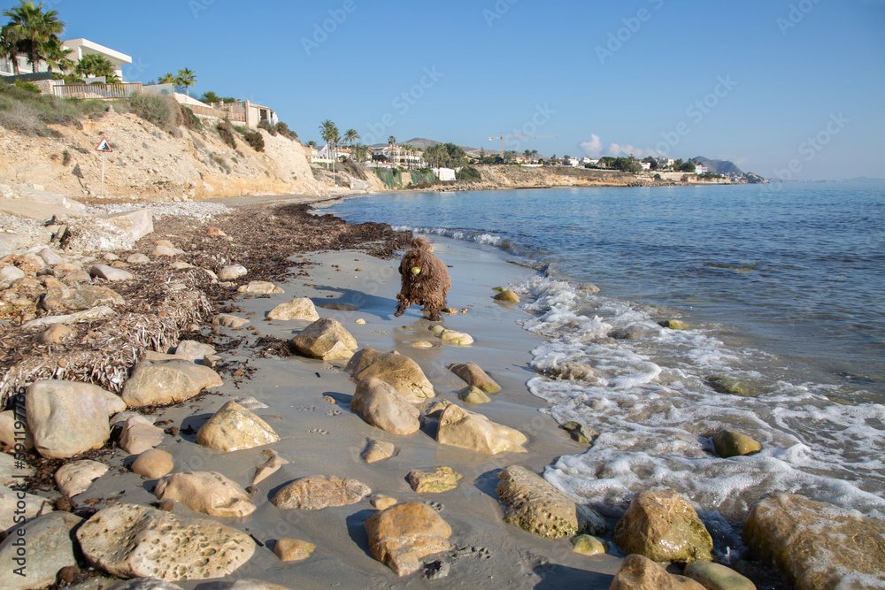 Spanish Water Dog on Almadrava Beach; El Campello; Alicante; Spain