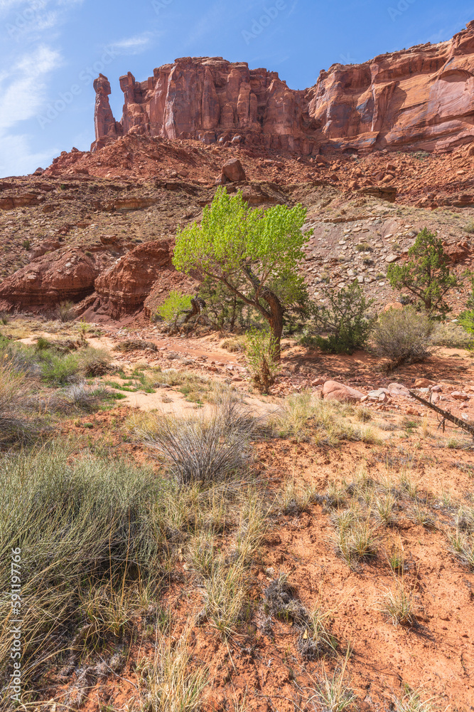 Fototapeta premium hiking the syncline loop trail in island in the sky district of canyonlands national park, utah, usa