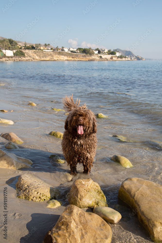 Spanish Water Dog on Almadrava Beach; El Campello