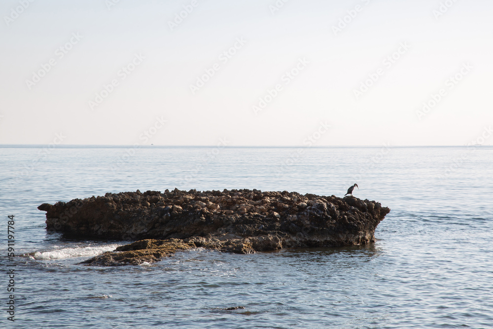 Gannet on Rock; Almadrava Beach; El Campello; Alicante; Spain