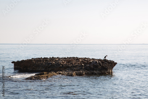 Obraz na płótnie Gannet on Rock; Almadrava Beach; El Campello; Alicante; Spain w salonie