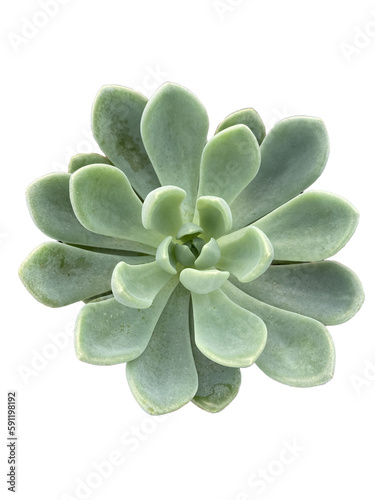plantas suculentas  sedum  aloe  echeveria  crassula