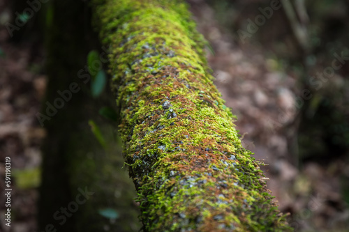 木に生える苔 photo