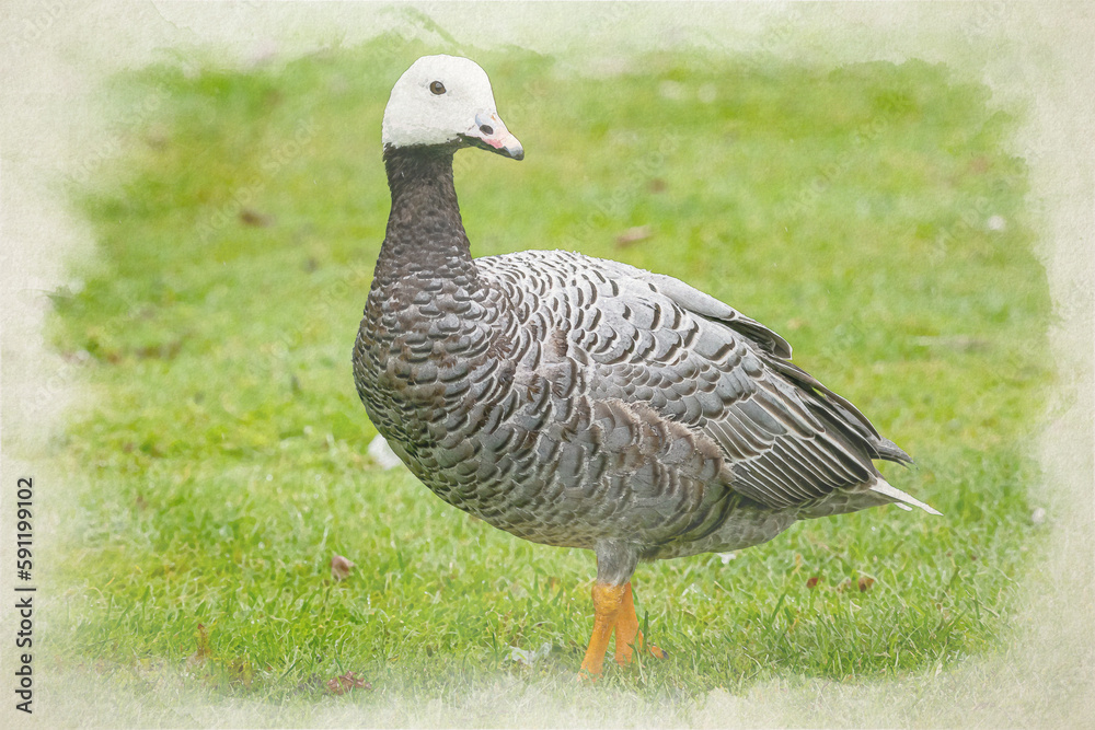 Emperor goose, Anser canagicus digital watercolour painting. Emperor goose, Anser canagicus digital watercolour painting.