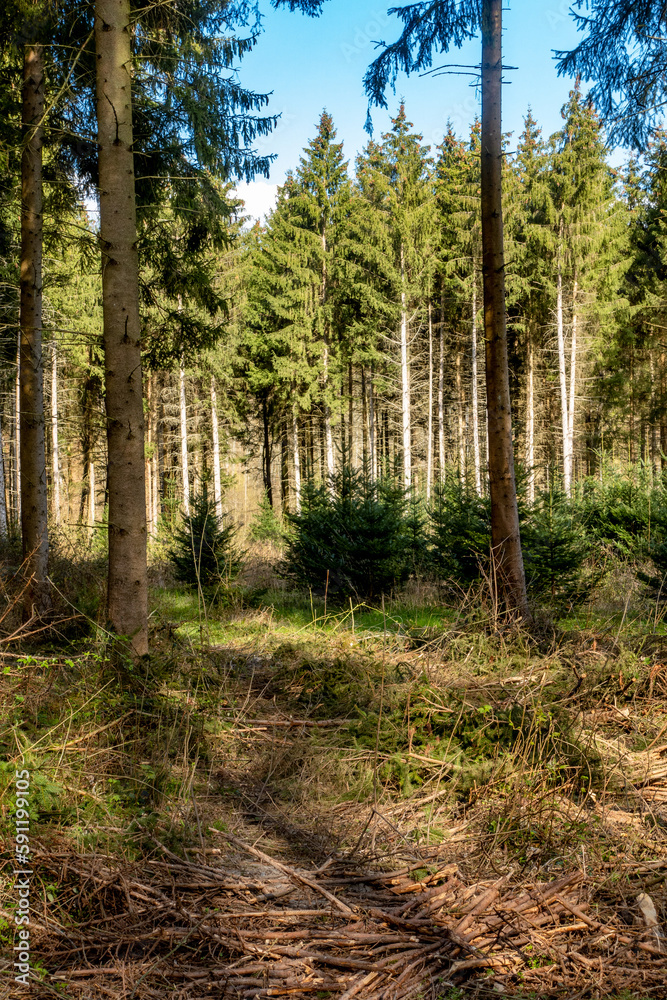 Neuanpflanzung nach Abholzung im Mischwald Neuanpflanzung nach Abholzung im Mischwald