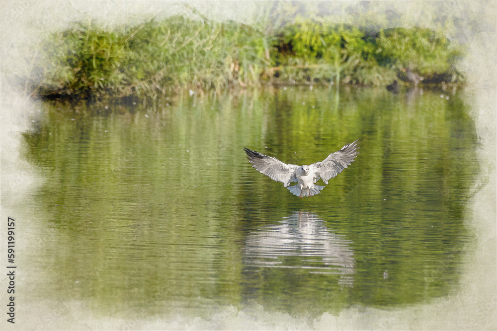 Digital watercolour painting of Black-Headed Gulls in flight. Non breeding adult Black Headed Gull. Digital watercolour painting of Black-Headed Gulls in flight. Non breeding adult Black Headed Gull.