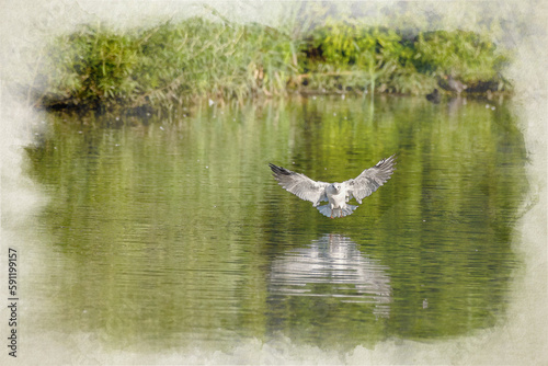 Digital watercolour painting of Black-Headed Gulls in flight. Non breeding adult Black Headed Gull.