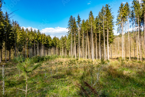 Neuanpflanzung nach Abholzung im Mischwald