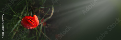 Fototapeta Naklejka Na Ścianę i Meble -  One red field poppy on a dark background.
