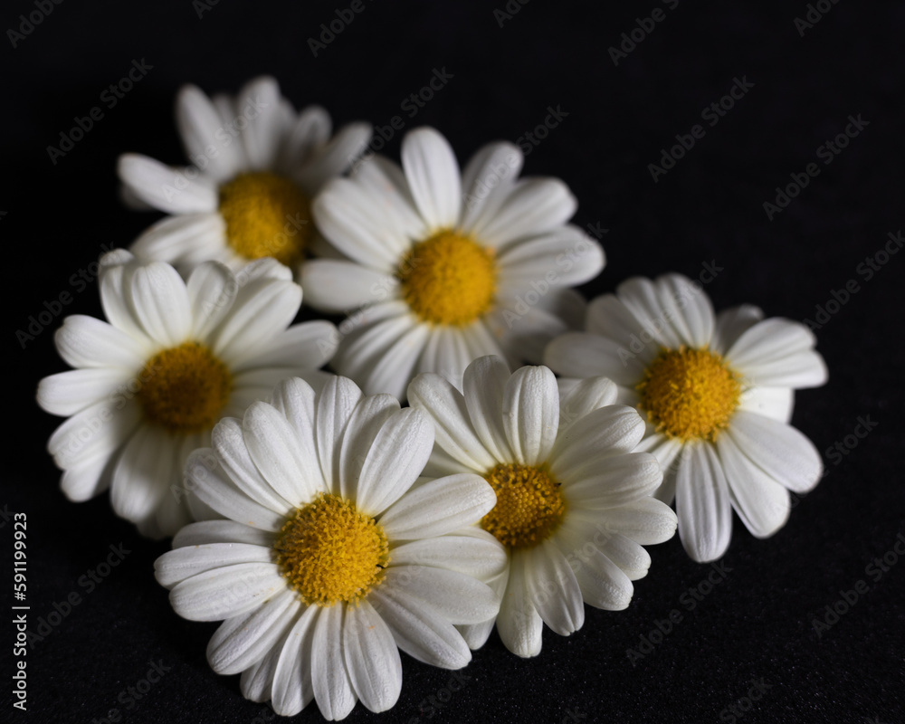 Obraz premium flower 2