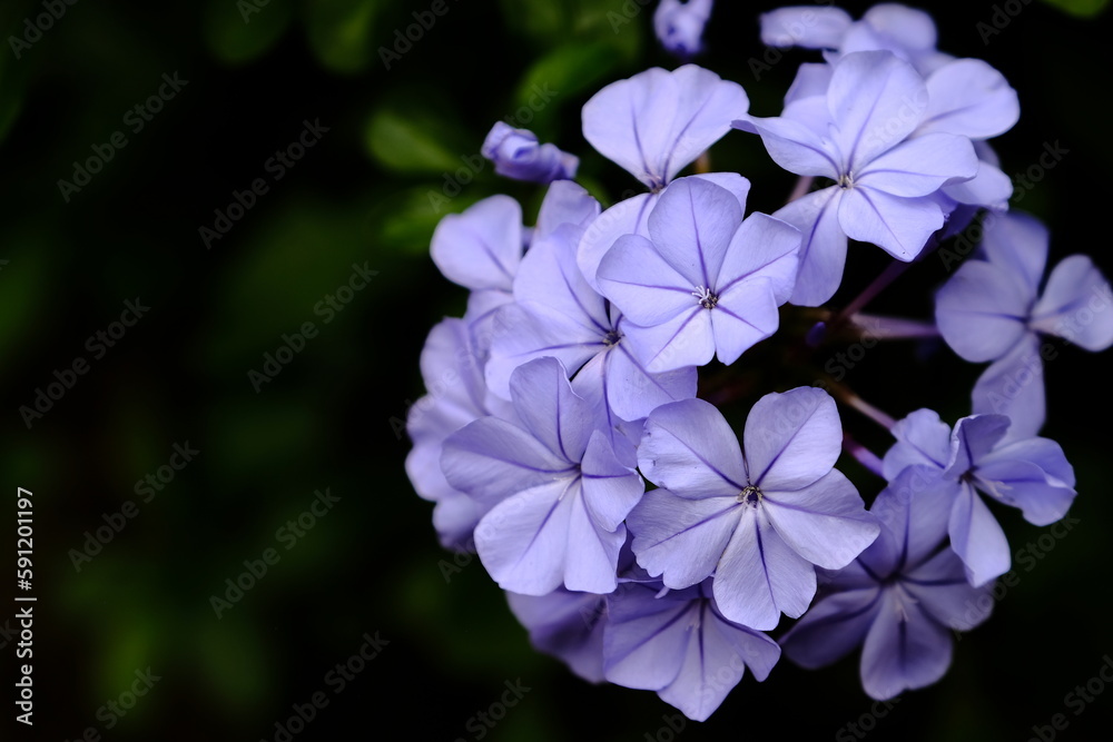 blue flowers blue flowers