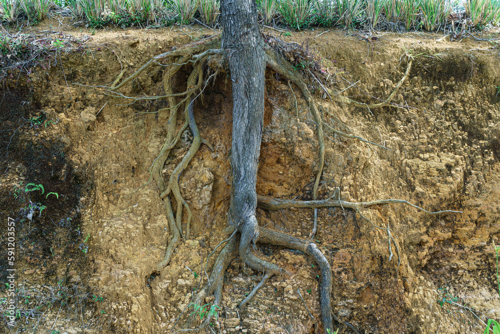 The structure of the root system of a tree underground Stock Photo ...