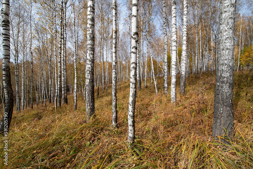 Autumn landscape in a birch forest. Beautiful birch forest on a sunny day.