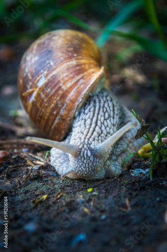 Helix pomatia, the Roman snail, Burgundy snail, edible snail or escargot in the forest.